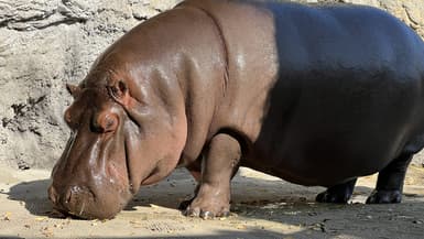 "Gen-chan", un hippopotame de 12 ans au zoo Tennoji d'Osaka, le 23 avril 2024. 