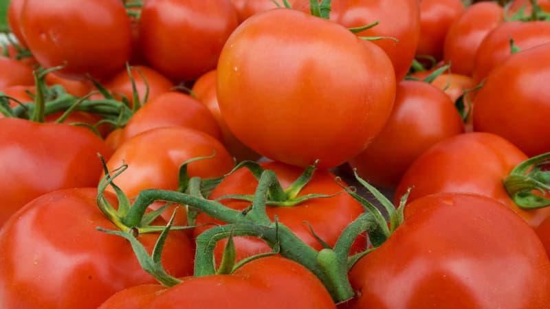 Des tomates (photo d'illustration).