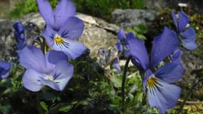 La violette de Rouen est une espèce endémique des éboulis instables de la vallée de la Seine et de la Haute-Normandie.