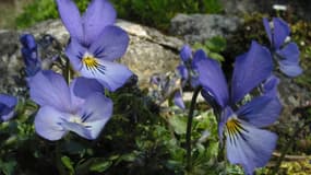 La violette de Rouen est une espèce endémique des éboulis instables de la vallée de la Seine et de la Haute-Normandie.