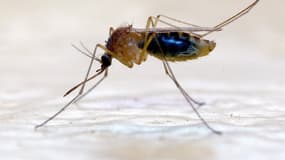 L'Anopheles gambiae est un vecteur du paludisme.