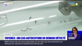 Fayence: un cas autochtone de dengue détecté, le sixième depuis le début de l'été