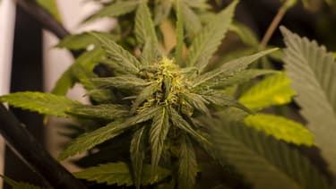 La vente de cannabis est autorisée dans 23 Etats outre -atlantique.