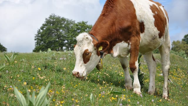 Une vache Montbéliarde. (PHOTO D'ILLUSTRATION)