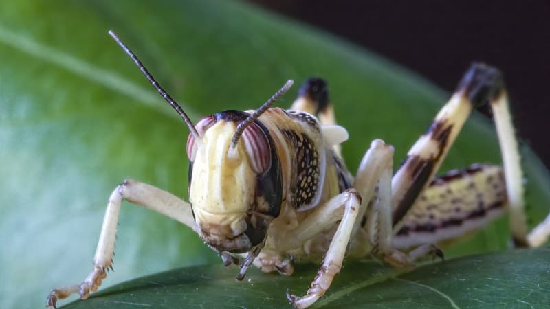 La Chine s'apprête à envoyer au Pakistan une armée faite de 100.000 canards prêts à livrer combat contre 400.000 milliards de criquets pèlerins.