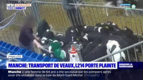 Manche: l'association L214 porte plainte contre un site de transit de veaux