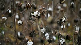 Un champ de coton le 22 novembre 2021 à Montréal, dans le Gers
