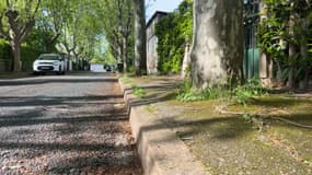 Des arbres sur les trottoirs de Saint-Priest empêchent la circulation des piétons.