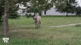 En Slovaquie, un zèbre échappé d'un parc animalier se promène dans les rues de Piešťany