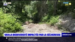 Var: la biodiversité impactée par la sécheresse 