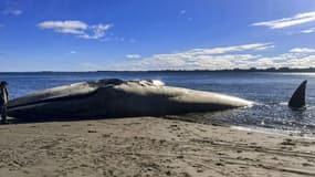 Une baleine bleue s'est échouée sur une plage dans le sud du Chili, le 6 août 2023