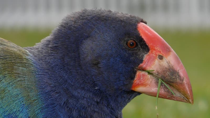 Un takahé du Sud, pris en photo ici au zoo de Washington D.C. (États-Unis) en 2008.