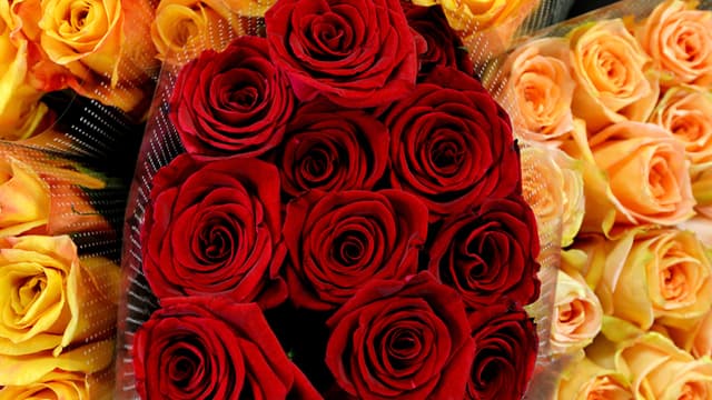 Pour le consommateur, la rose à l'unité pourrait cette année coûter 1,50 plus cher que la normale.