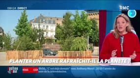 « Allô Marie ? » : Planter un arbre rafraîchit-il la planète ? - 30/12