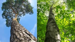 Reforest'Action lance une grande campagne de reforestation. Son objectif: un million d'arbres plantés en 3 ans par 1000 entreprises