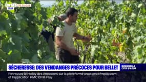 Nice: deux semaines d'avance pour les vendanges au Bellet