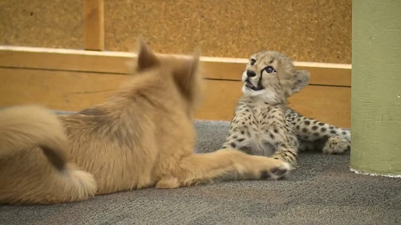 Comment S'appelle Le Bébé Du Puma Un bébé guépard et un chiot deviennent les meilleurs amis du monde au