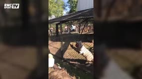 Gignac a rencontré le tigre baptisé en son honneur