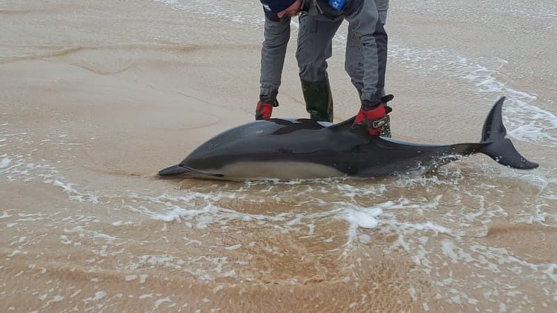 Un dauphin s'est échoué sur la plage d'Ohama Beach.