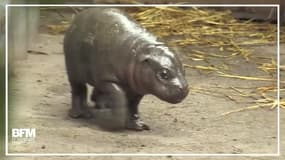 Cet adorable hippopotame nain est né il y a tout juste deux semaines