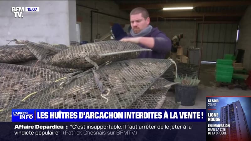 Après l'interdiction de vente des huîtres du bassin d'Arcachon, les ostréiculteurs craignent une crise sans précédent