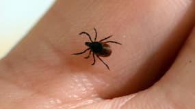 Les tiques sont les principaux vecteurs d'agents pathogènes à l'origine des maladies infectieuses.