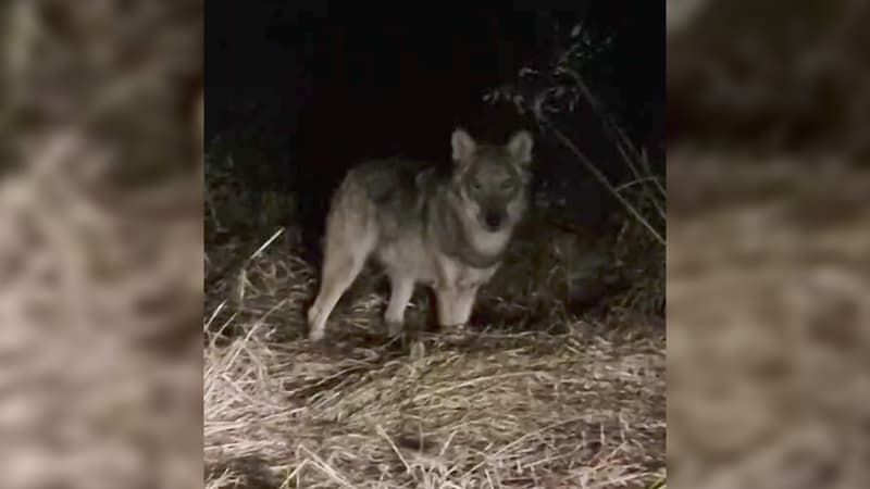 Regarder la vidéo Alpes-Maritimes: un loup aperçu aux portes de Nice