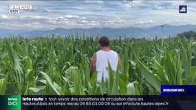 Hautes-Alpes: les agriculteurs touchés par les restrictions d'eau