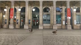 Des canards profitent du confinement pour se balader dans les rues de Paris