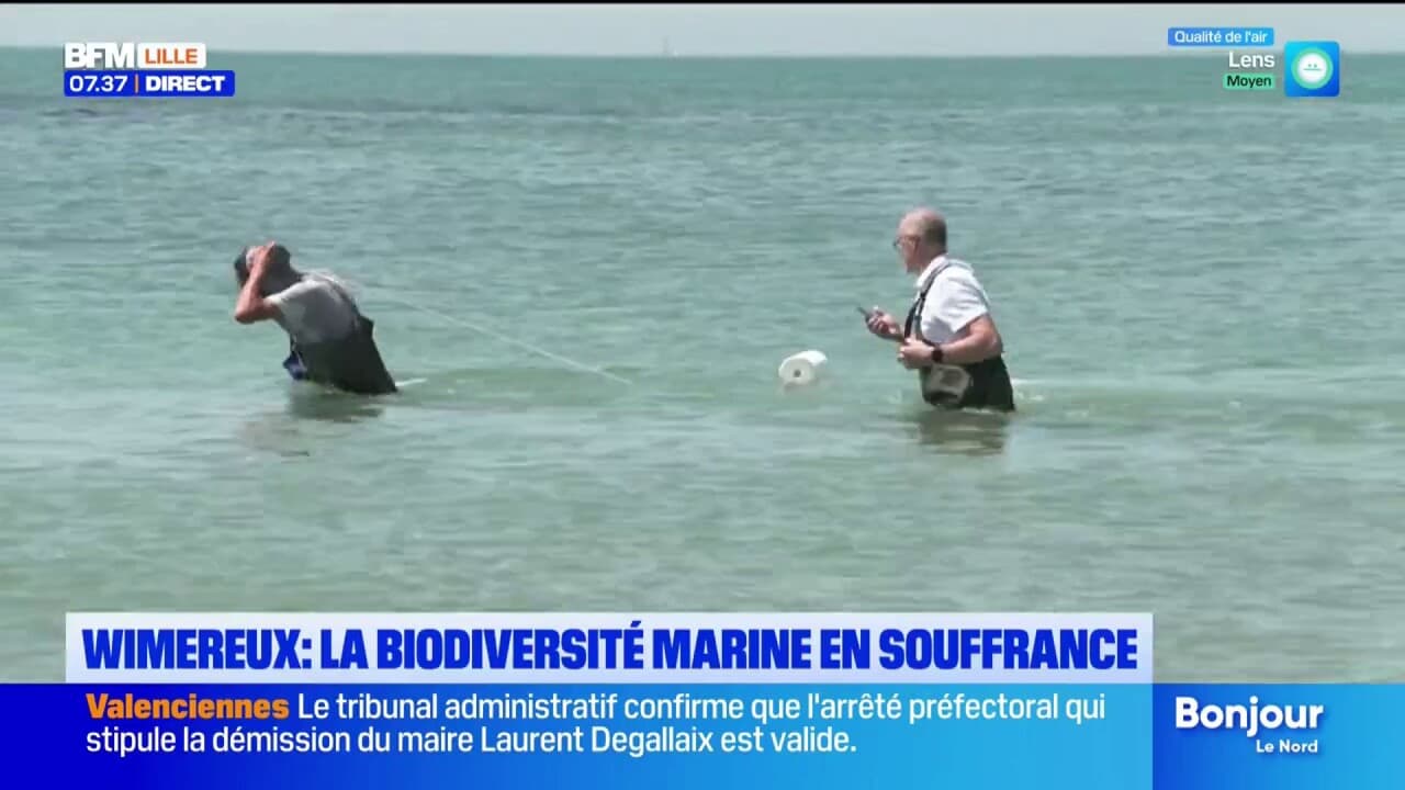 Les conséquences de la canicule sur la biodiversité marine