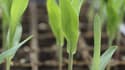Plantations dans un centre de recherche de Monsanto dans le Missouri. Le semencier ne commercialisera pas en France en 2012 de maïs transgénique Monsanto 810 malgré l'annulation de la clause de sauvegarde appliquée à son encontre, annonce mardi la firme a