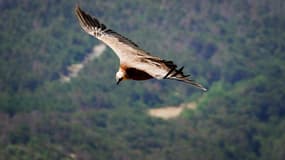 Un vautour fauve vole le 04 août 2005 au-dessus des gorges du Verdon.