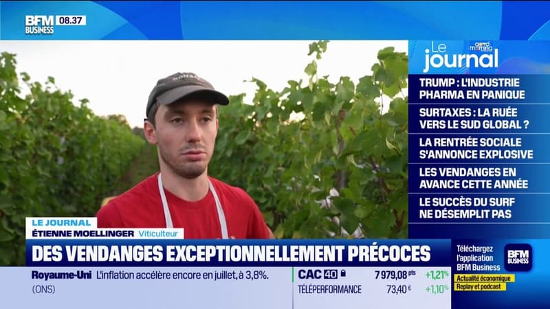Alsace: des vendanges exceptionnellement précoces cette année en raison de la maturité rapide des raisins
