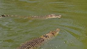 Une étude de la zone avait signalé la présence de quatre crocodiles de plus de quatre mètres et d'une douzaine mesurant plus de trois mètres.