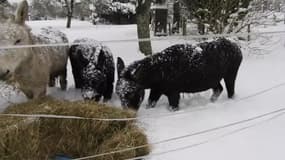 Des ânes ont de la neige jusqu'au genou dans la région du Perche - Témoins BFMTV