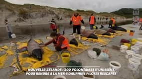 Nouvelle Zélande: 200 volontaires s'unissent pour rendre à la mer 6 dauphins pilotes rescapés