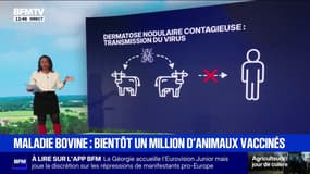 LES ÉCLAIREURS - Dermatose nodulaire: la ministre de l'Agriculture annonce que "près d'un million d'animaux" vont être vaccinés