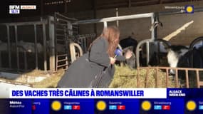 Bas-Rhin: la "bovinothérapie" à découvrir à Romanswiller