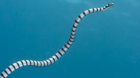 Serpent marin (Laticauda colubrina)