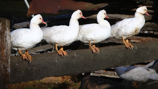 L'importation des volailles et produits avicoles français est temporairement interdite au Japon.