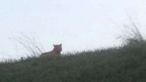 L'animal aperçu en Seine-et-Marne ne serait pas un tigre, mais un félin moins imposant.