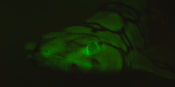 Un requin fluo au large de San Diego Un requin fluo au large de San Diego