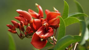 Des centaines de plantes vont être rebaptisées en raison de leur nom jugé raciste. 