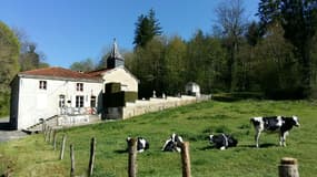 Des vaches dans la petite commune de Charmes-en-l'Angle, en Haute-Marne.