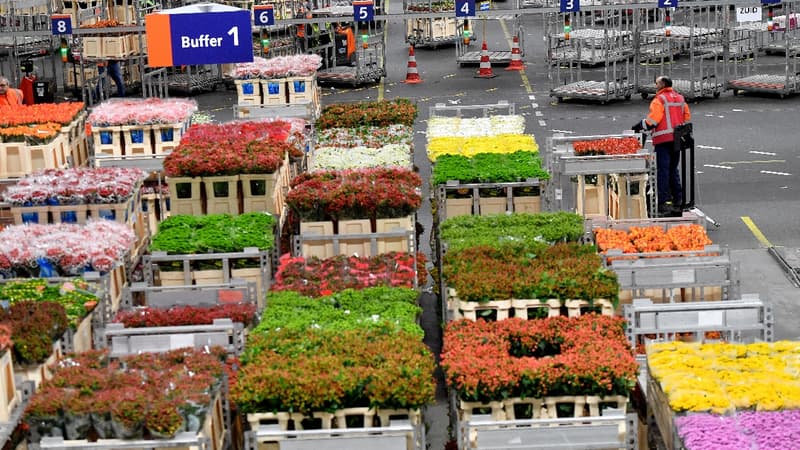 Le Royaume-Uni est le troisième plus grand marché des Pays-Bas  dans le secteur horticole, après l'Allemagne et la France.