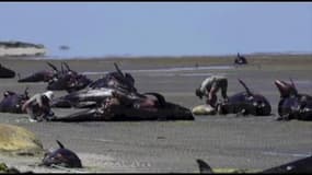 Des baleines échouées, remises à l’eau, retournent mourir sur la plage