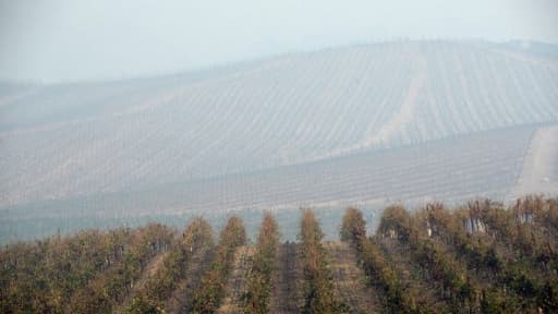Un champ de vignes - Image d'illustration