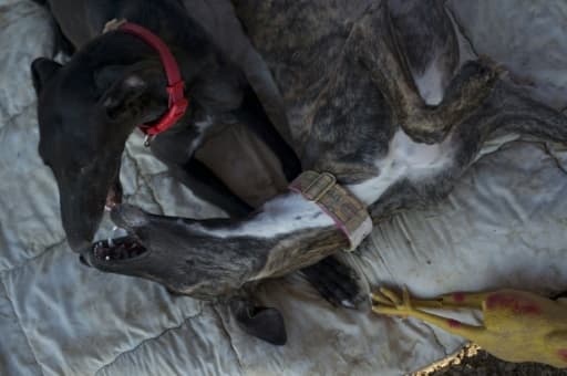 Deux lévriers jouent à Alhaurin de la Torre en Espagne dans un refuge pour chiens, le 19 juin 2015