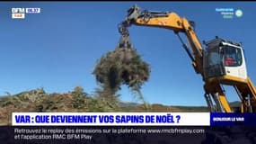 Var: que deviennent les sapins de Noël? 