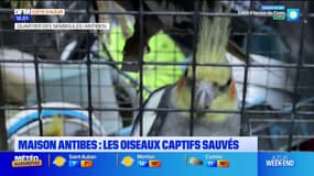 Antibes: les oiseaux maltraités et retenus dans une villa ont été secourus